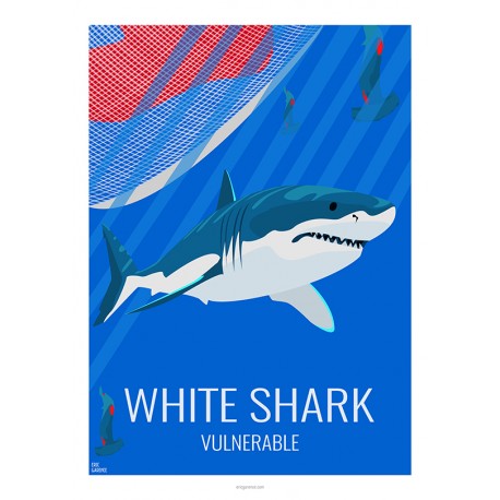 REQUIN BLANC - Animaux Sauvages - Planche Pédagogique - Affiche Rétro Ancienne - Art Galerie - Déco   Bonjour l'affiche, France,