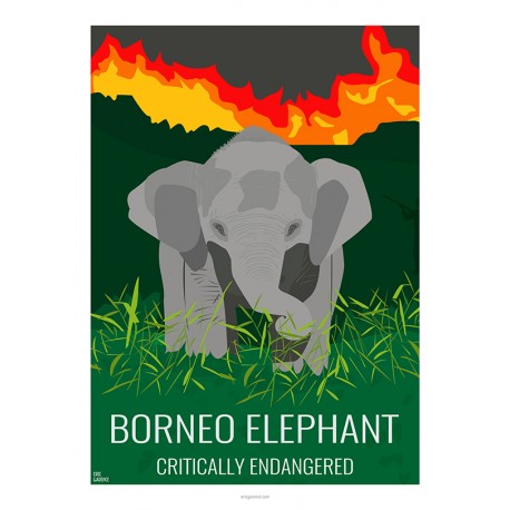 Elephant nain de Borneo - Animaux Sauvages - Planche Pédagogique  - Affiche Rétro Ancienne - Art Galerie  - Full   Bonjour l'aff