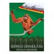 BORNEO ORANG OUTANG - Wild Animal - Educational Board - Poster Retro Vintage - Art Gallery - Deco