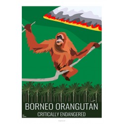 BORNEO ORANGUTAN - Wildlife - Educational Board