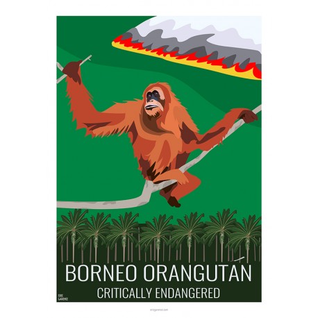 BORNEO ORANG OUTANG - Wild Animal - Educational Board - Poster Retro Vintage - Art Gallery - Deco