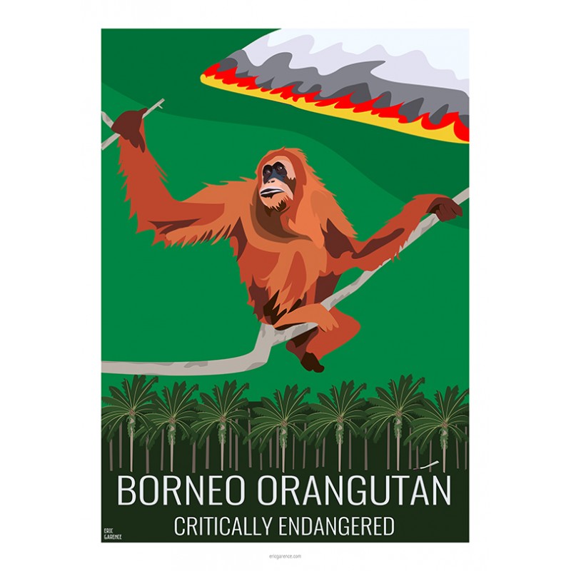 Poster The Borneo Orangutan Critically Endangered Animal