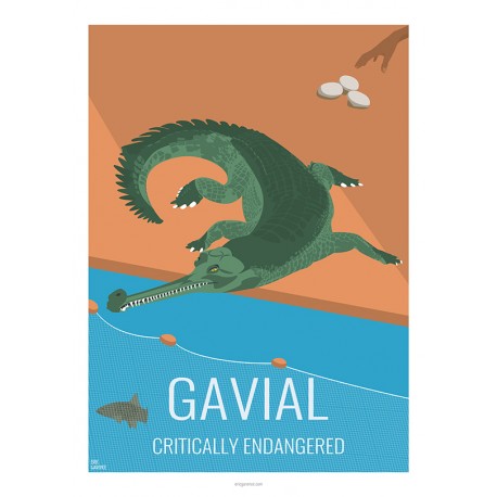 GAVIAL - Animaux Sauvages - Planche Pédagogique  - Affiche Rétro Ancienne - Art Galerie  - Full   Bonjour l'affiche, France, Pro