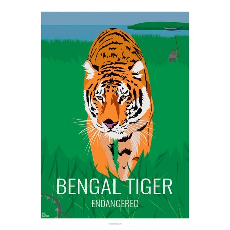 BENGAL TIGER - Wild Animal - Educational Board - Poster Retro Vintage - Art Gallery - Deco